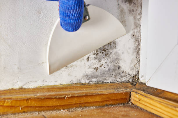 Asbestos and Lead Testing During Mold Inspection in Wood Village, OR